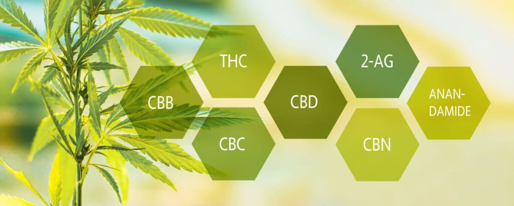 desenho canabinoides 2